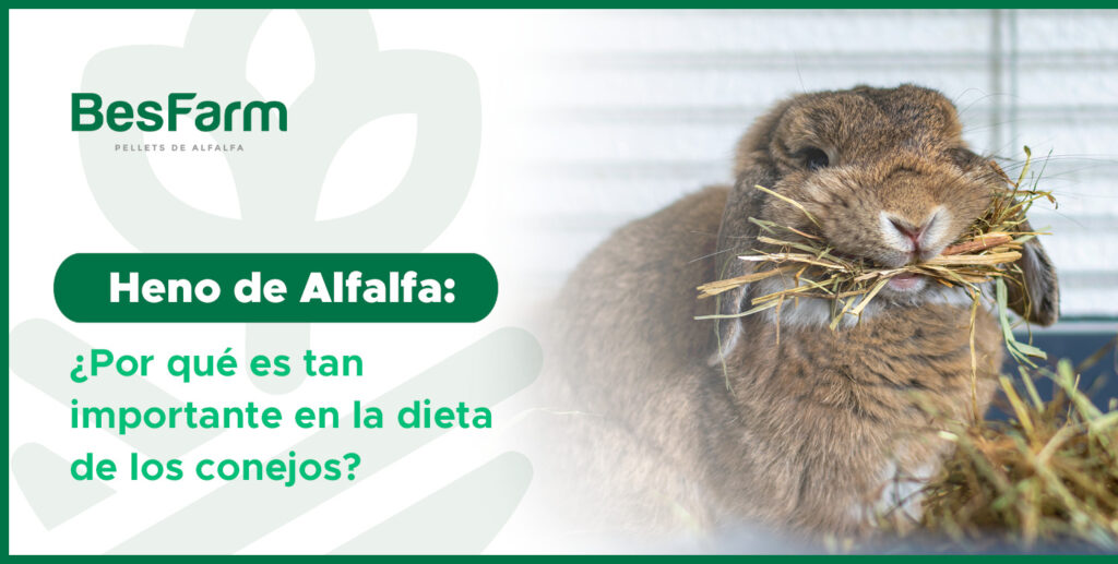 Heno de Alfalfa: Importancia en la dieta de los conejos