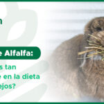 Heno de Alfalfa: Importancia en la dieta de los conejos